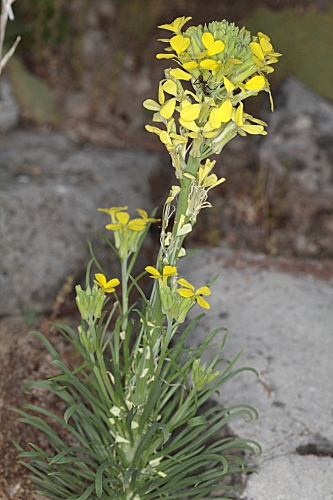 Erysimum myriophyllum Lange