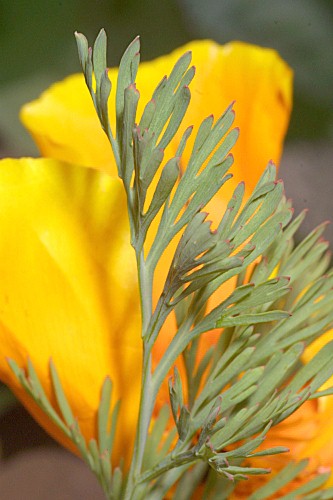 Eschscholzia californica Cham.