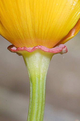 Eschscholzia californica Cham.
