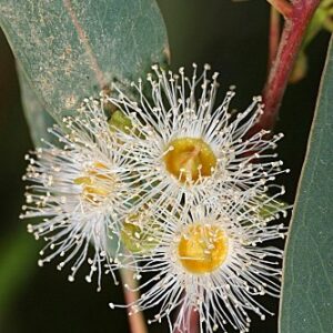 Eucaliptus camaldulensis Dehnh.