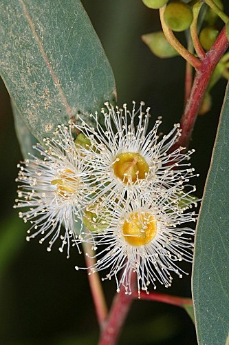Eucaliptus camaldulensis Dehnh.