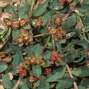 Euphorbia pyrenaica Jord.