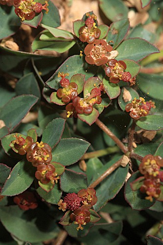 Euphorbia pyrenaica Jord.