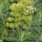 Euphorbia characias subsp. characias L.