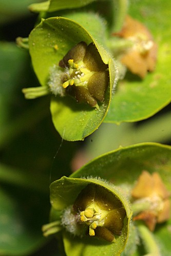 Euphorbia characias subsp. characias L.
