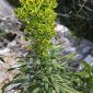 Euphorbia characias subsp. characias L.