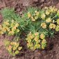 Euphorbia cyparissias L.