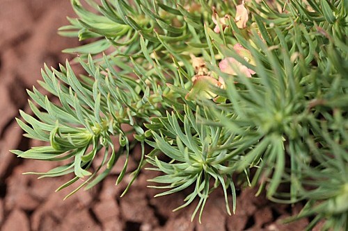 Euphorbia cyparissias L.