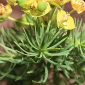 Euphorbia cyparissias L.