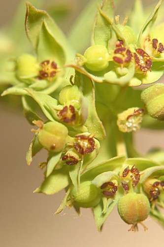 Euphorbia exigua L.