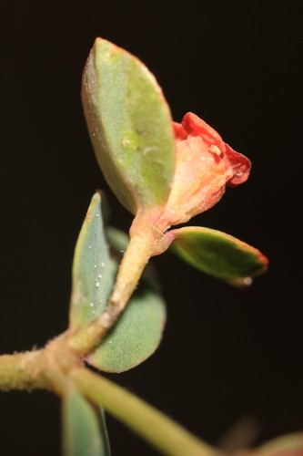 Euphorbia flavicoma subsp. flavicoma DC.
