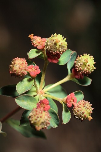 Euphorbia flavicoma subsp. flavicoma DC.