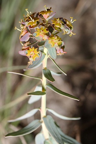 Euphorbia nevadensis Boiss. & Reut.