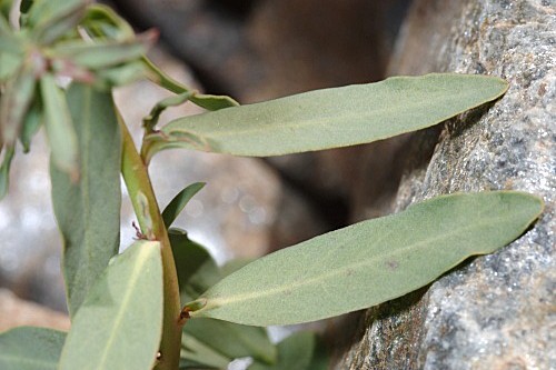 Euphorbia nevadensis Boiss. & Reut.