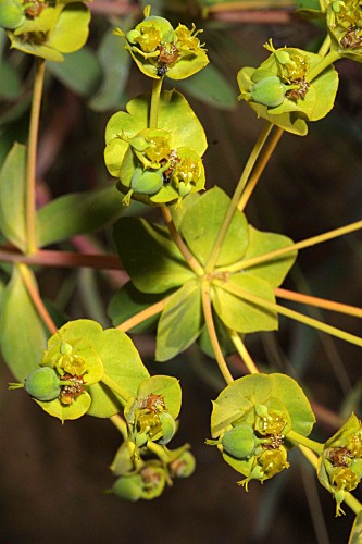 Euphorbia nicaeensis All.