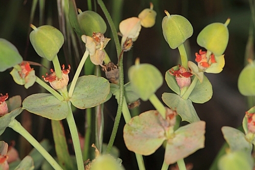 Euphorbia oxyphylla DC.