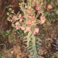 Euphorbia oxyphylla DC.