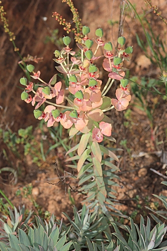Euphorbia oxyphylla DC.