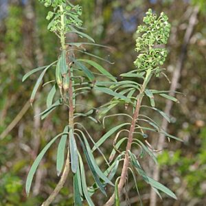Euphorbia segetalis L.