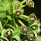 Euphorbia segetalis L.