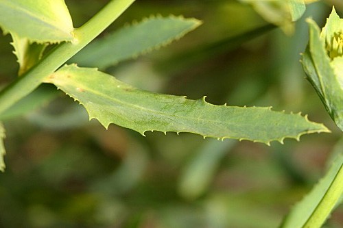 Euphorbia serrata L.