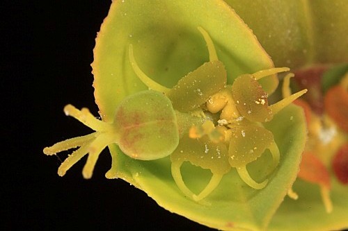 Euphorbia terracina L.