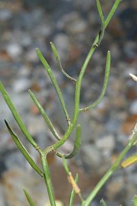 Euzomodendron bourgaeanum Coss.