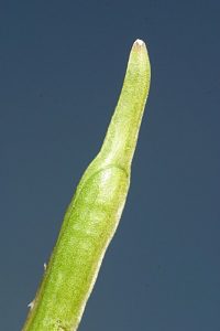 Euzomodendron bourgaeanum Coss.