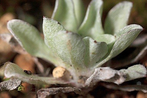 Evax pygmaea (L.) Brot.