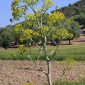 Ferula communis L.