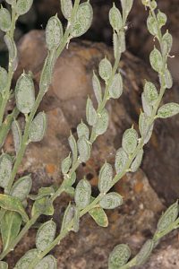 Fibigia clypeata (L.) Medik.