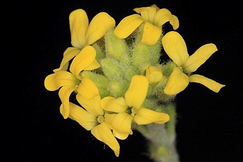Fibigia clypeata (L.) Medik.