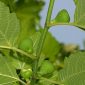Ficus carica L.