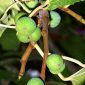 Ficus carica L.