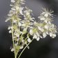 Filipendula vulgaris Moench