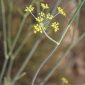 Foeniculum vulgare Mill.