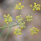 Foeniculum vulgare Mill.