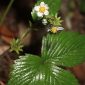 Fragaria vesca L.