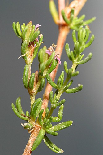 Frankenia thymifolia Desf.