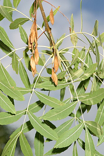 Fraxinus angustifolia subsp. angustifolia Vahl