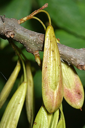 Fraxinus angustifolia subsp. angustifolia Vahl