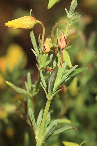 Fumana thymifolia (L.) Spach ex Webb