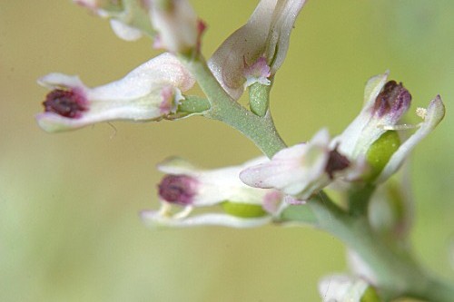 Fumaria petteri subsp. calcarata (Cadevall) Lidén & A. Soler