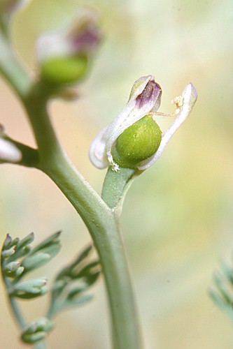 Fumaria petteri subsp. calcarata (Cadevall) Lidén & A. Soler