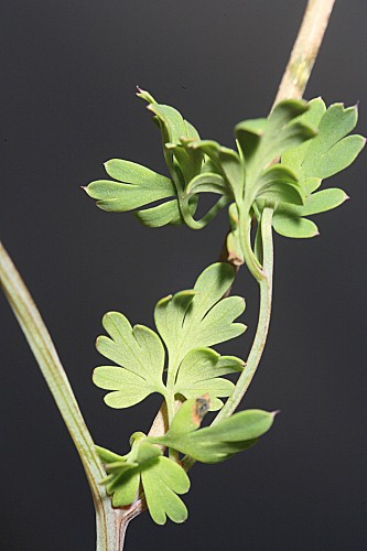 Fumaria macrosepala subsp. macrosepala Boiss.
