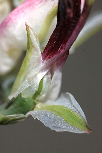 Fumaria macrosepala subsp. macrosepala Boiss.