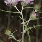 Galactites tomentosa Moench