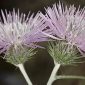 Galactites tomentosa Moench