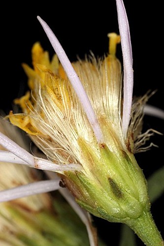 Galatella sedifolia (L.) Greuter subsp. sedifolia