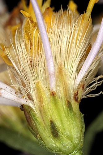 Galatella sedifolia (L.) Greuter subsp. sedifolia